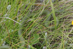 Amplorhinus multimaculatus