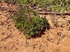 Cotyledon papillaris
