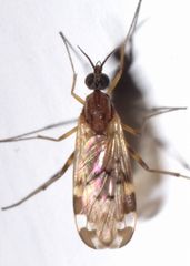 Sylvicola alternatus