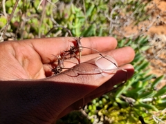 Cotyledon papillaris