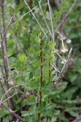 Polemannia grossulariifolia