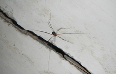 Cosmobunus granarius