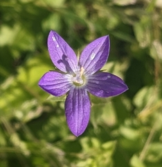 Triodanis