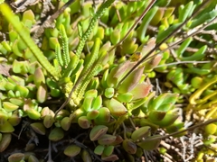 Cotyledon papillaris