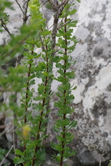Polemannia grossulariifolia