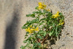 Corydalis pallida