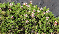 Crassula dependens