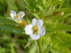 Gratiola officinalis