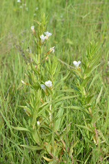 Gratiola officinalis