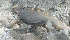 Amblyrhynchus cristatus