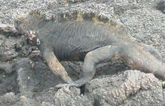 Amblyrhynchus cristatus