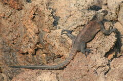 Amblyrhynchus cristatus