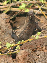 Amblyrhynchus cristatus