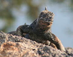 Amblyrhynchus cristatus