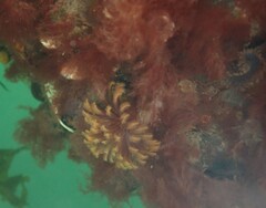 Eudistylia polymorpha