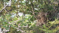 Myiarchus magnirostris