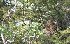 Myiarchus magnirostris