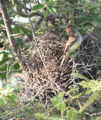 Myiarchus magnirostris