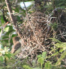 Myiarchus magnirostris