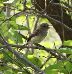 Myiarchus magnirostris