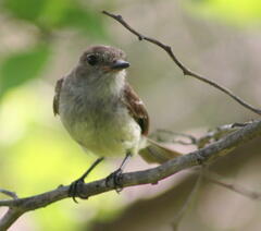 Myiarchus magnirostris