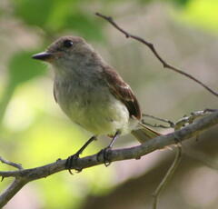 Myiarchus magnirostris