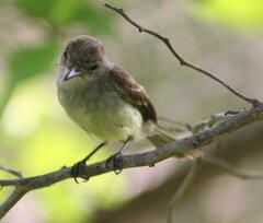 Myiarchus magnirostris