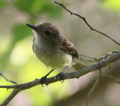 Myiarchus magnirostris
