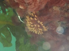 Eudistylia polymorpha