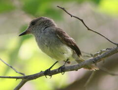 Myiarchus magnirostris