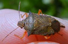 Podisus maculiventris