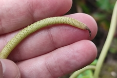 Peperomia obtusifolia