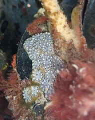 Botryllus
