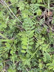 Astragalus nuttallianus