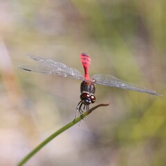 Austrothemis nigrescens