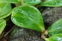 Peperomia obtusifolia
