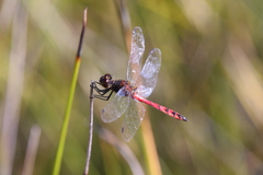 Austrothemis nigrescens