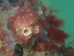 Styelidae