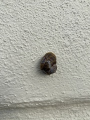 Cornu aspersum