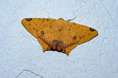 Nepheloleuca illiturata