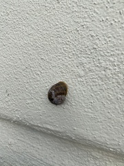 Cornu aspersum