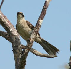 Mimus parvulus