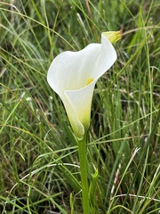Zantedeschia albomaculata