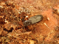 Uleiota planata