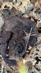 Ischnoderma resinosum