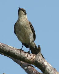 Mimus parvulus