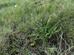 Zantedeschia albomaculata