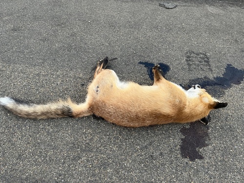 Red Fox photographed in North Dakota