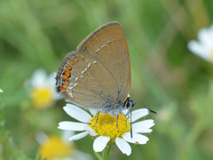 Satyrium acaciae