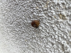 Cornu aspersum